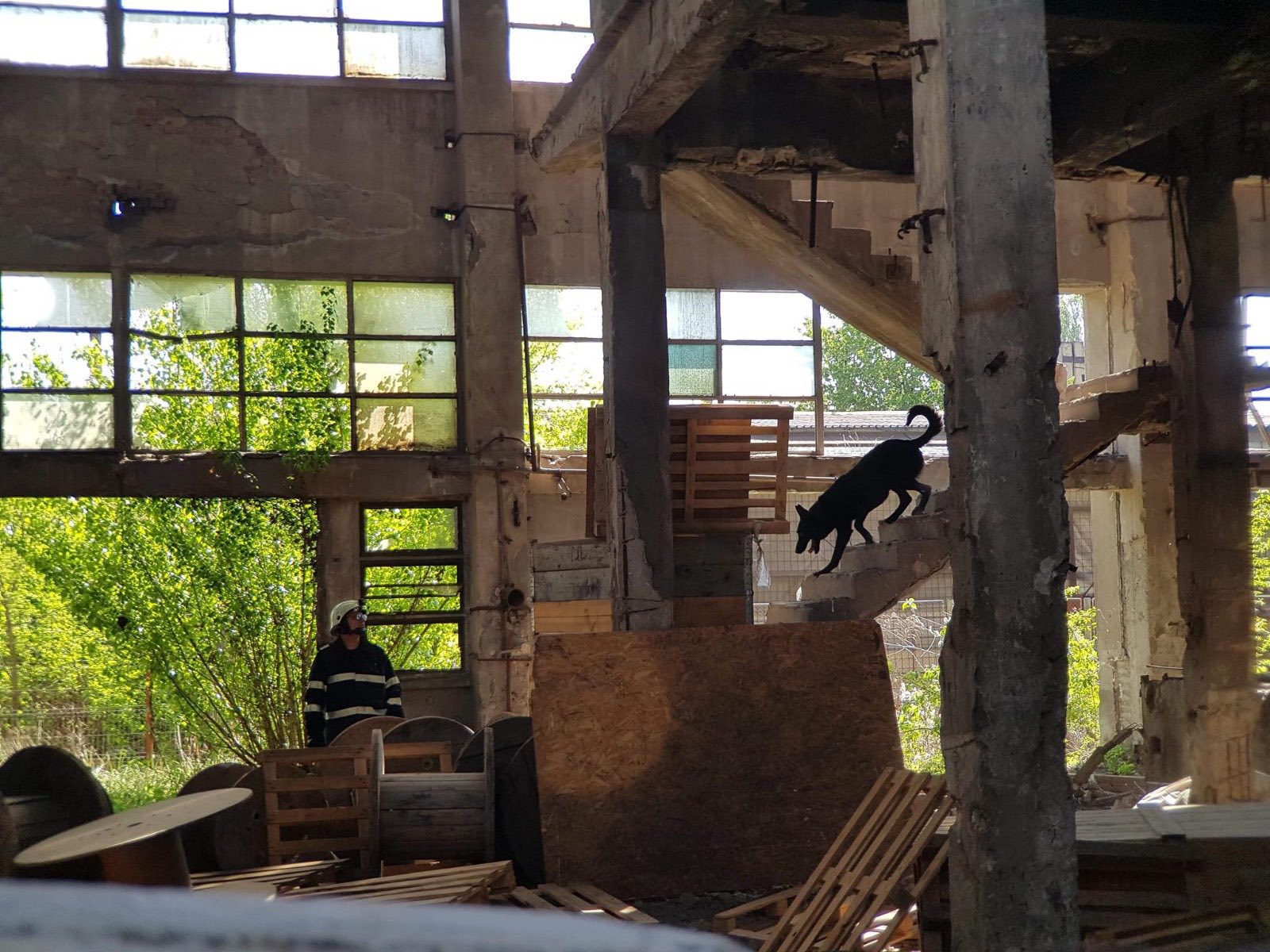 Caini-de-Salvare-Transilvania-12