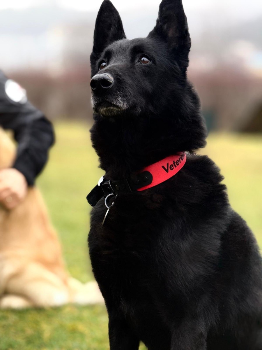 Caini-de-Salvare-Transilvania-2