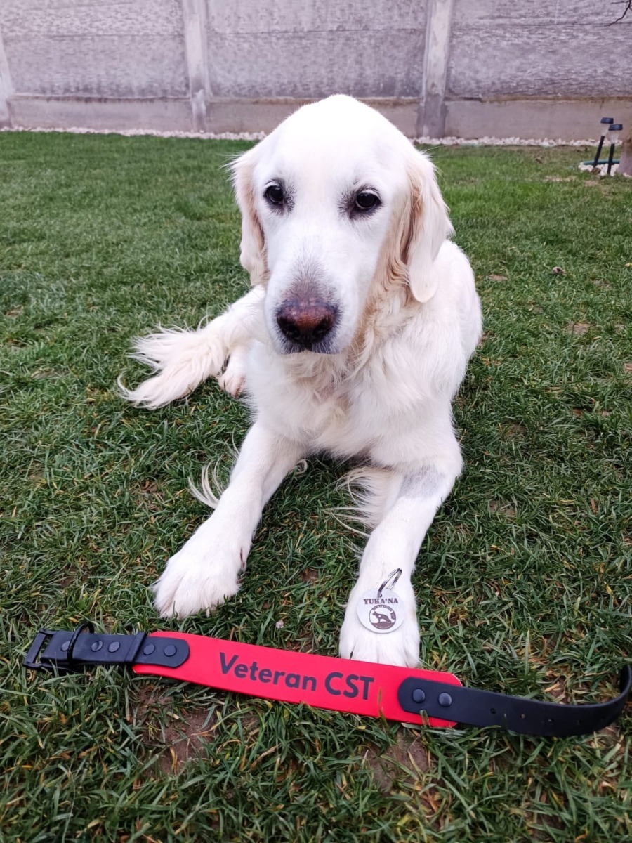 Caini-de-Salvare-Transilvania-3