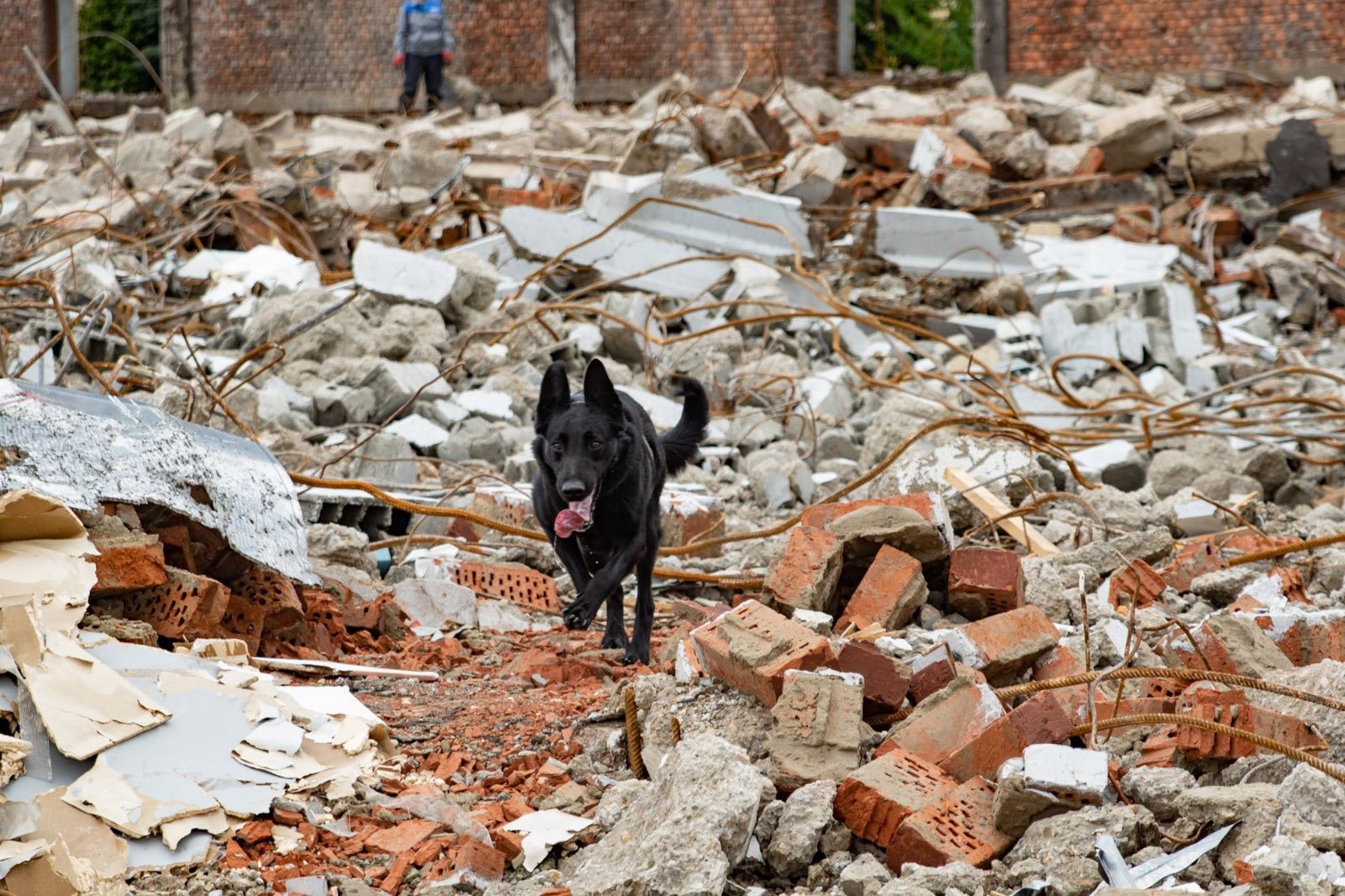Caini-de-Salvare-Transilvania-5