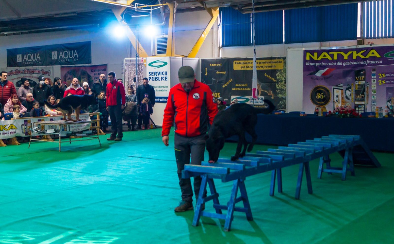 Caini-de-Salvare-Transilvania-8