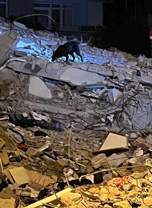 Caini-de-Salvare-Transilvania-9