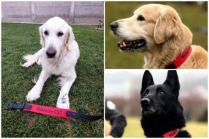 Colaj cu cainii de salvare Yukan'na, Dino, Max