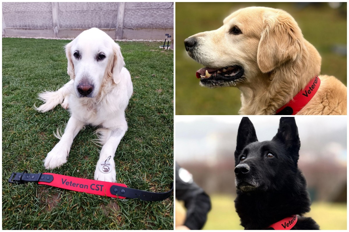 Colaj cu cainii de salvare Yukan'na, Dino, Max