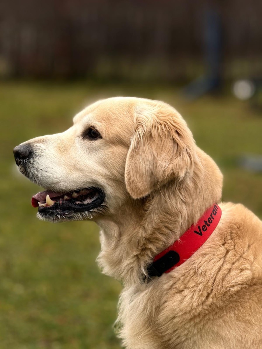 Caini-de-Salvare-Transilvania