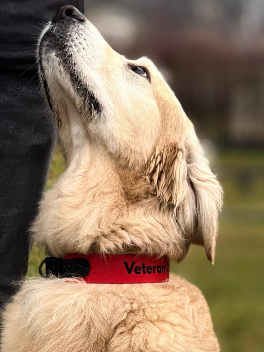 Caini-de-Salvare-Transilvania13