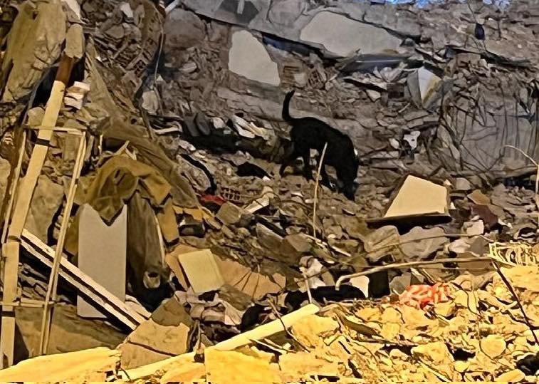 Caini-de-Salvare-Transilvania14