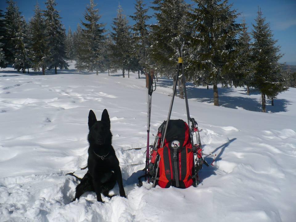 Caini-de-Salvare-Transilvania4
