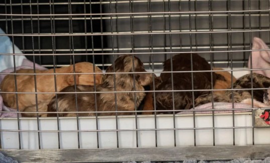 Câini în cușcă