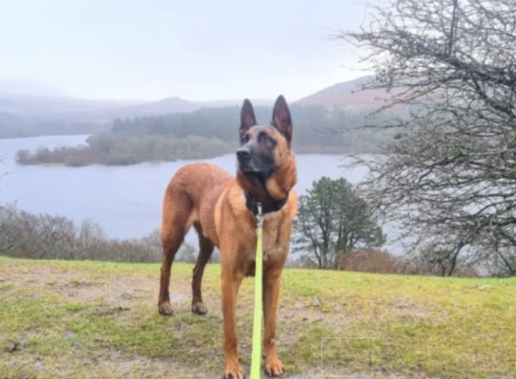 Câine în lesă, la plimbare