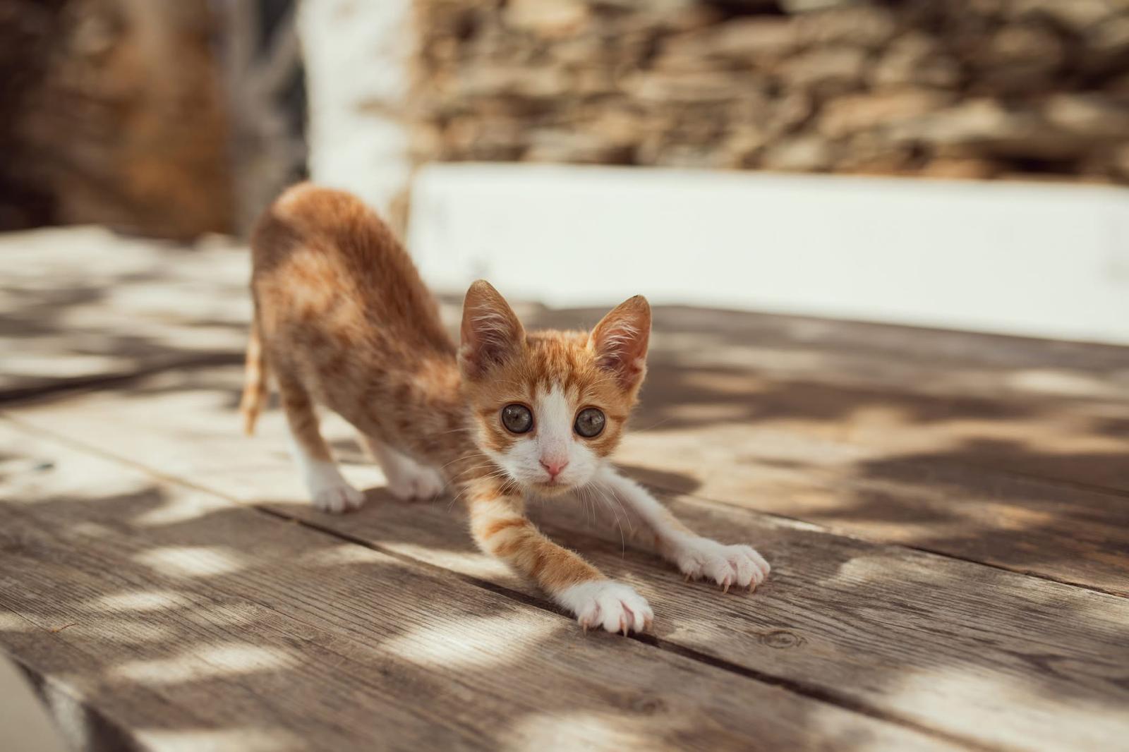 WhatsApp Image 2025-12-30 at 11.12.20