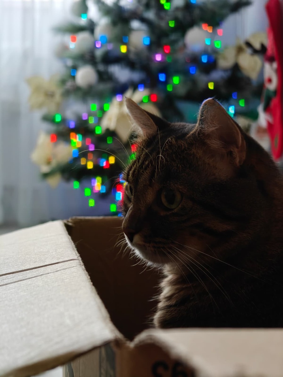 pisica sta in cutia de carton