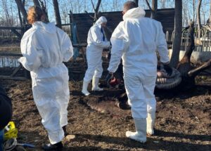 Protecția Animalelor Ilfov descinde la un adăpost din Nuci unde animalele sunt ținute în condiții improprii