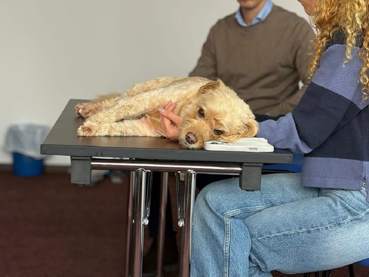 Alfie, cățelul Hildei Tudora, directorul Protecției Animalelor Ilfov