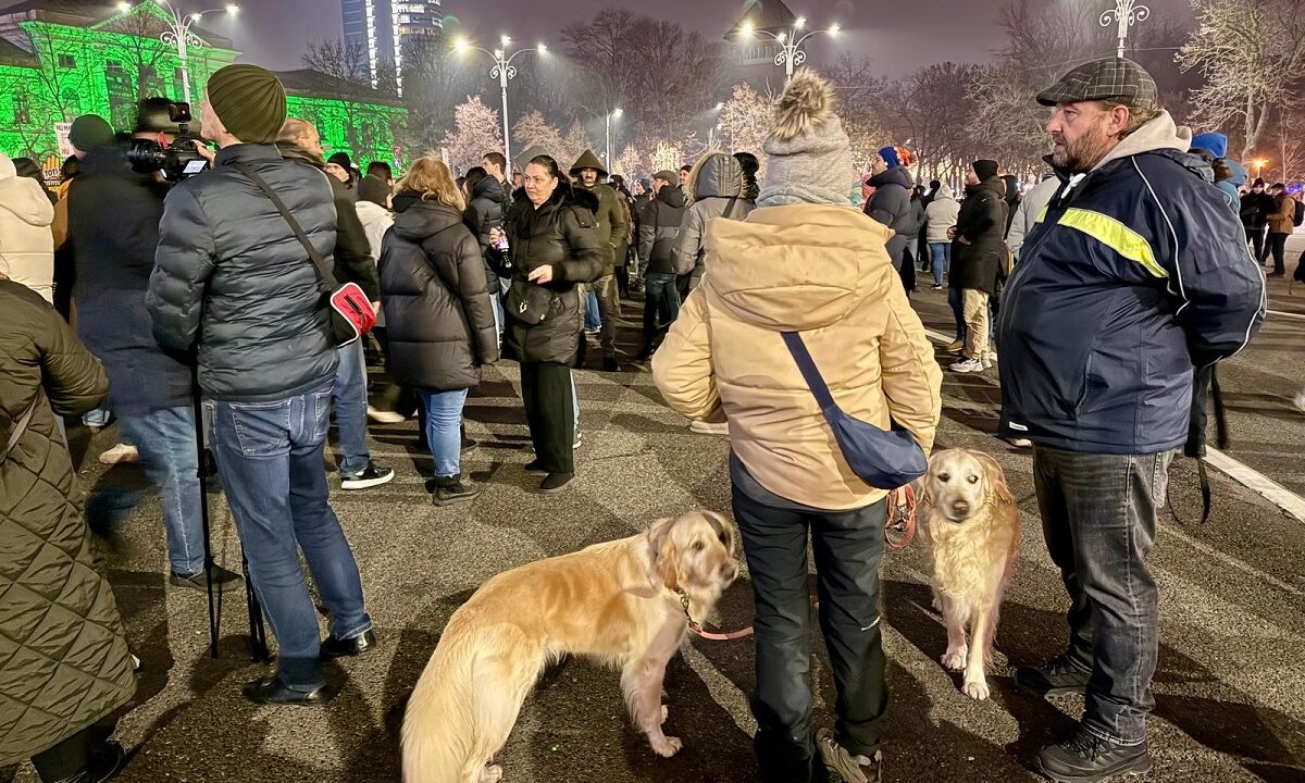 animalele-de-companie-prezente-la-protestul-pentru-justitie-din-capitala