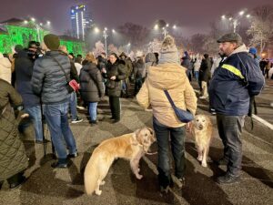 animalele-de-companie-prezente-la-protestul-pentru-justitie-din-capitala