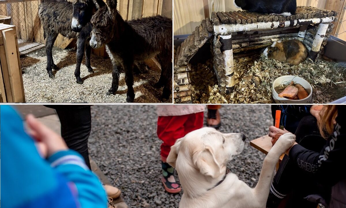 targ de craciun cu animale