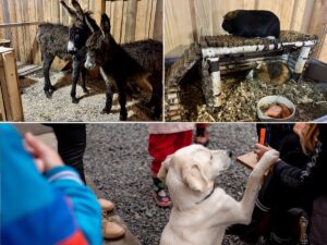 targ de craciun cu animale