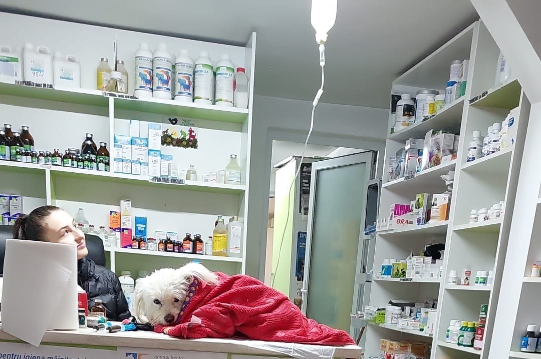caine pe perfuzii la clinica veterinara