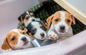 caini tinuti in cutie