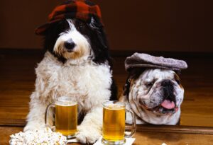 bere pentru caini