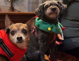 Doi câini îmbrăcați de Crăciun