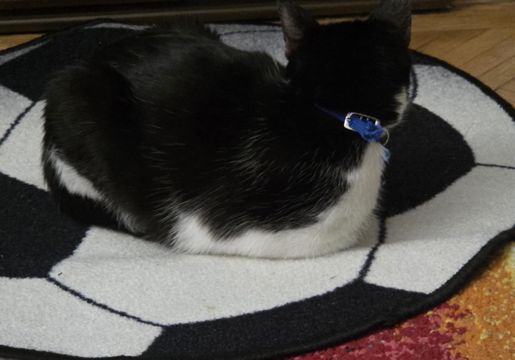 Bruna stă încolăcită pe podea