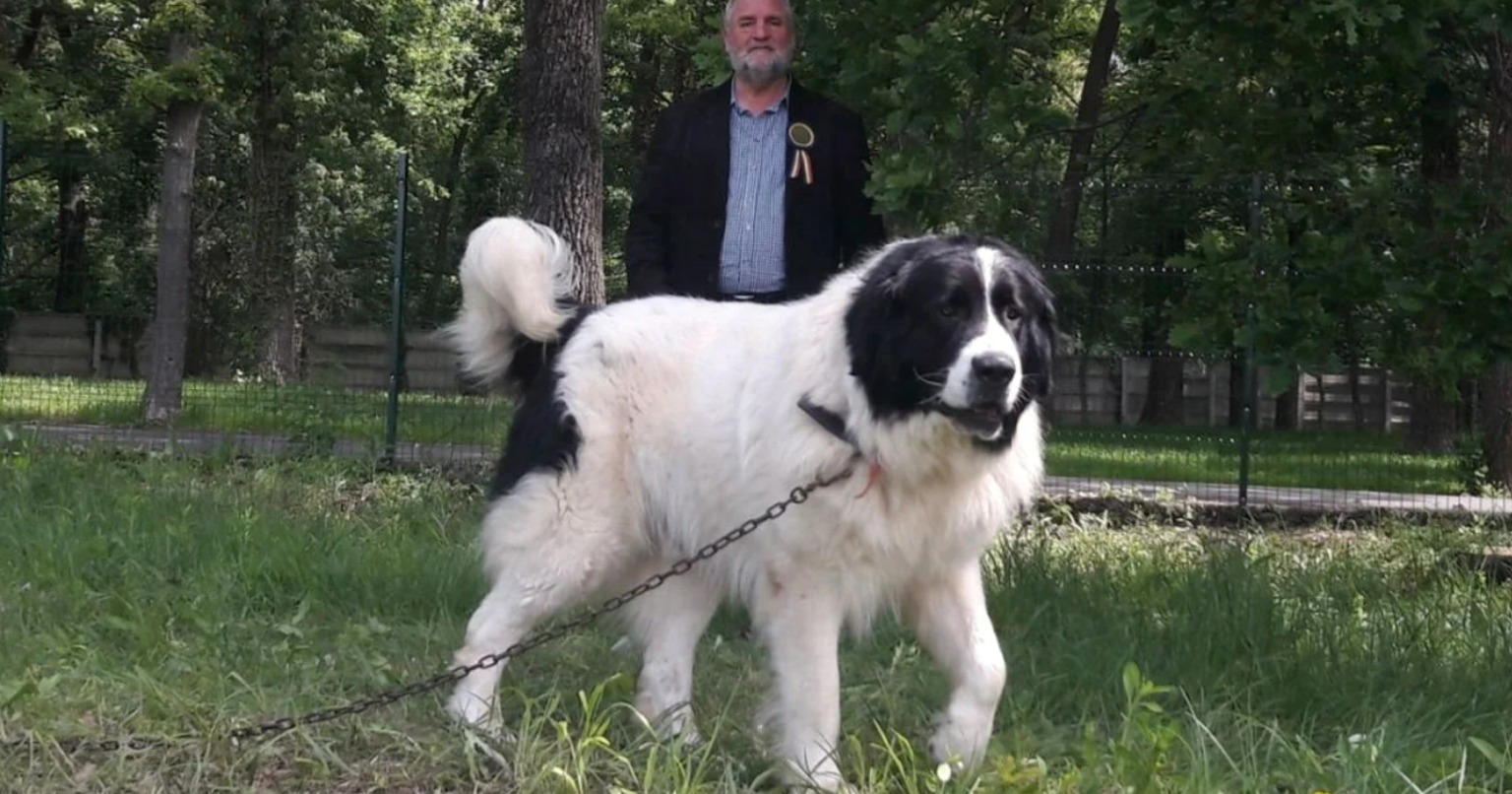 Ciobănesc de Bucovina