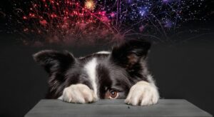 caine speriat de artificii