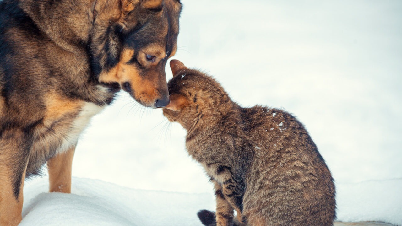 Un câine și o pisică în zăpadă