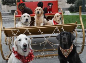 Câini de terapie aranjați pentru Crăciun