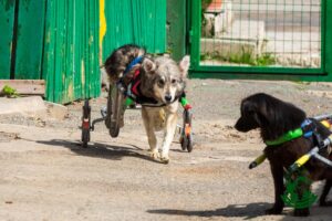 Câini cu proteze la Adăpostul Speranța