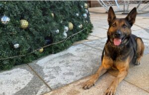 caine politist langa bradul de craciun