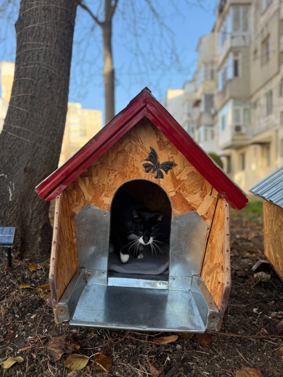 casute-pisici-mangalia--