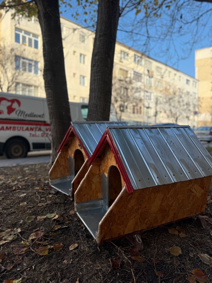 casute-pisici-mangalia-