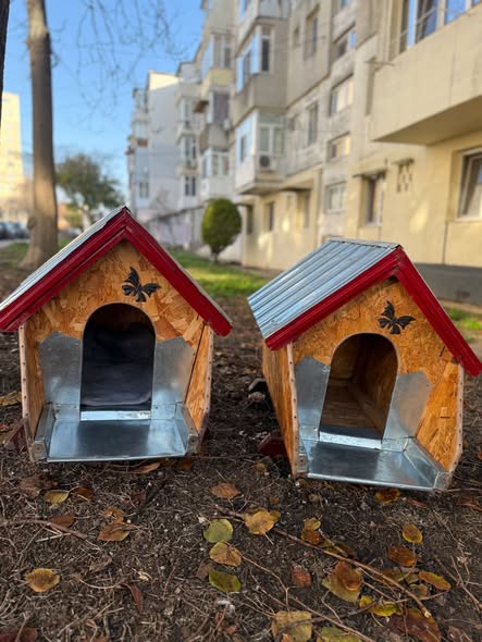 casute-pisici-mangalia