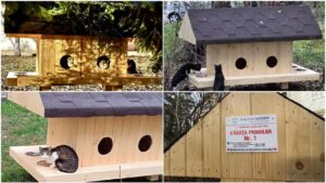 casute pentru pisici