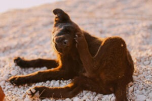 Un cățel care se scarpină