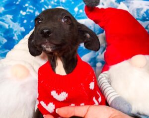 Cățel îmbrăcat cu hăinuțe de Crăciun