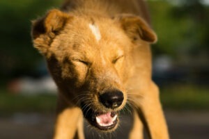 Un câine care strănută