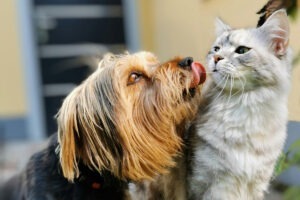 Un cățel încercând să lingă o pisică