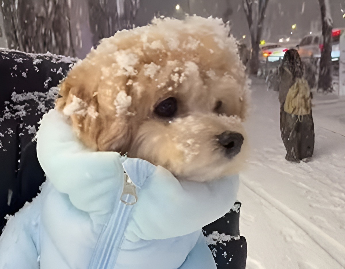 Cățel cu geacă, iarna, în ninsoare