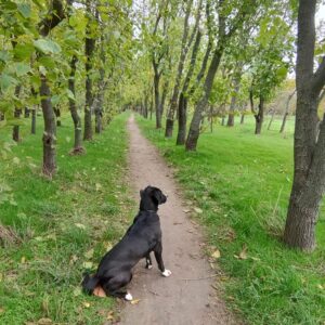 catelusa-lira-aspa--