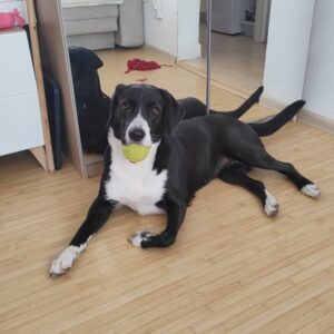 catelusa-lira-aspa==