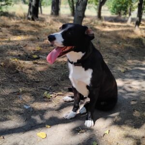 catelusa-lira-aspa-adoptie