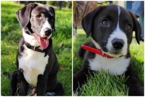 Colaj cu cîțelușa LIra în iarbă: strânga: la maturitate, dreapta: când era pui