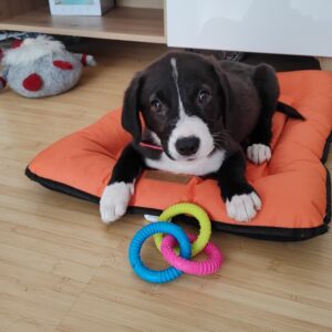 catelusa-lira-aspa-pui