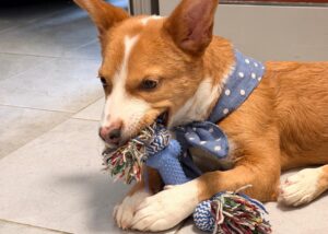 Madi, o cățelușă paralizată, se joacă