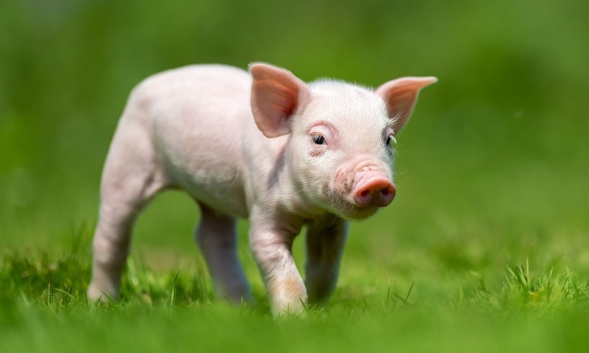 un purcelus pe pajiste