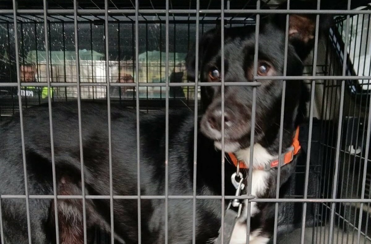 cainele abuzat de un barbat